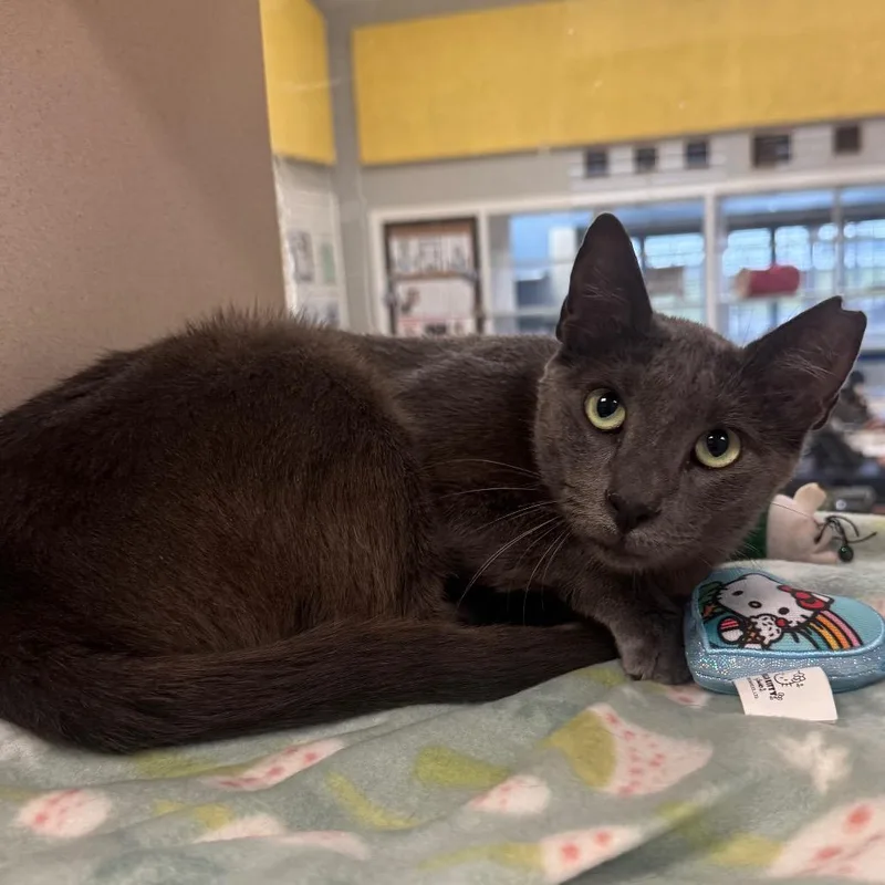 A young medium-sized female Gray / Blue / Silver Domestic Short Hair cat named Purrloin for adoption in Galveston, TX