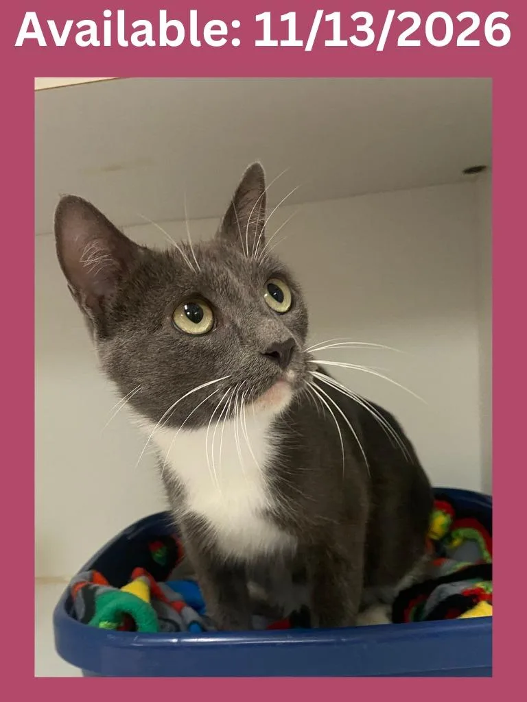A young medium-sized female Domestic Short Hair cat named Cat Condo for adoption in Greenville, TX