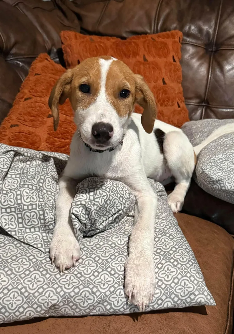 A young medium-sized female Hound dog named Laney for adoption in Greenville, SC