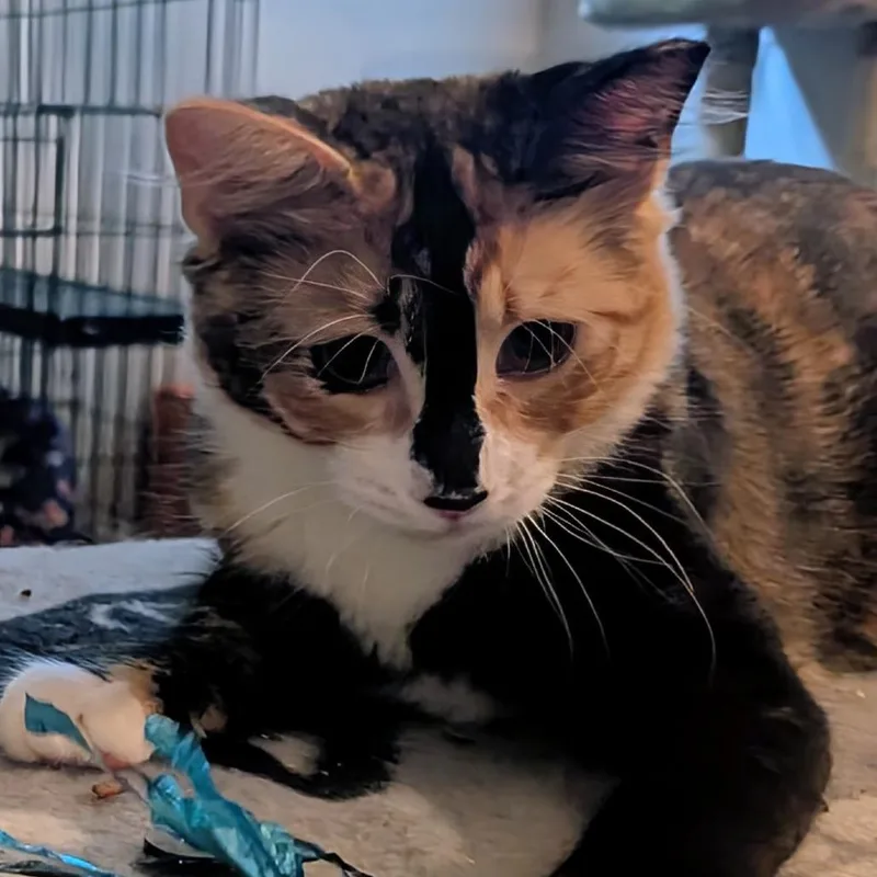A young medium-sized female Calico Domestic Short Hair cat named Ethel for adoption in Long Beach, CA
