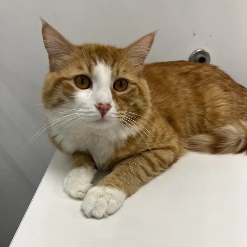 Firebird thumbnail 3