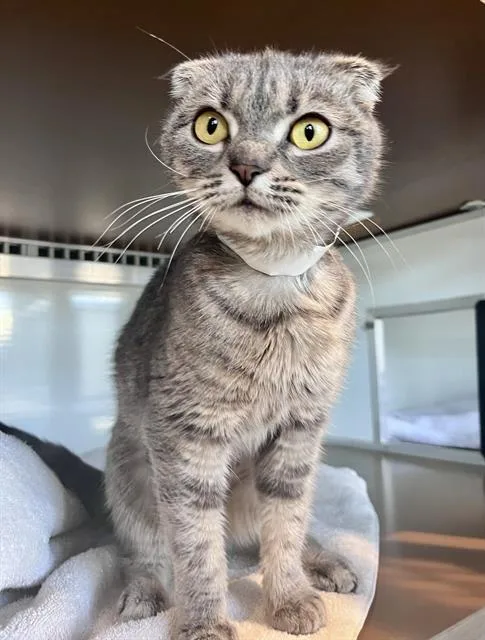 An adult medium-sized female Scottish Fold cat named Gumbo for adoption in San Francisco, CA