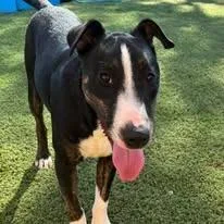 Mr. Clean thumbnail 5