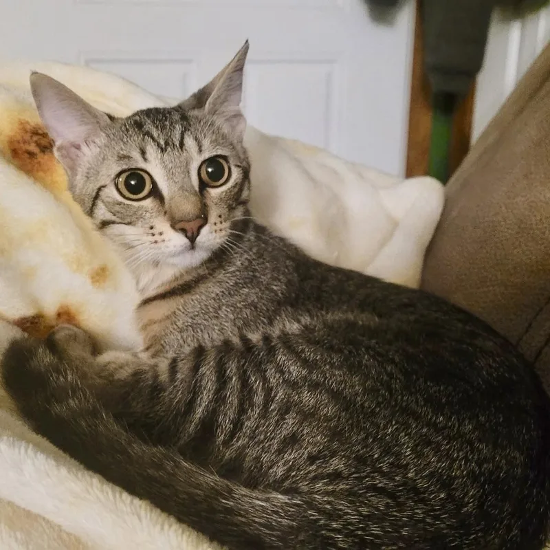 A baby medium-sized male Tabby (Buff / Tan / Fawn) Domestic Short Hair cat named Overwatch for adoption in Richmond, VA