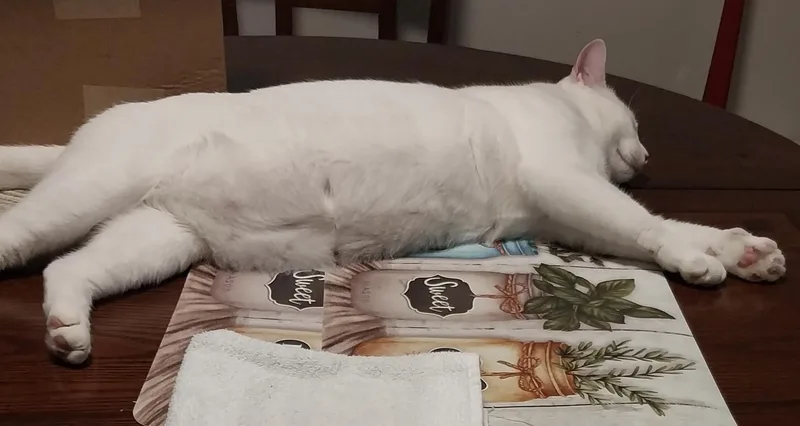 Coco White thumbnail 2