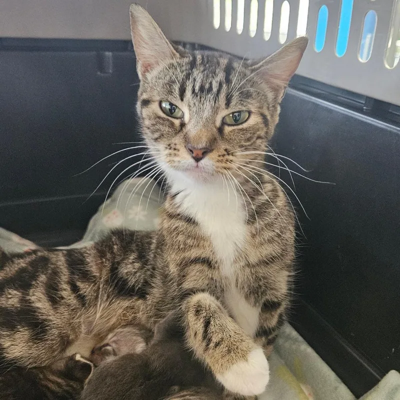 A young medium-sized female Brown / Chocolate Domestic Short Hair cat named Melon for adoption in Montgomery, AL