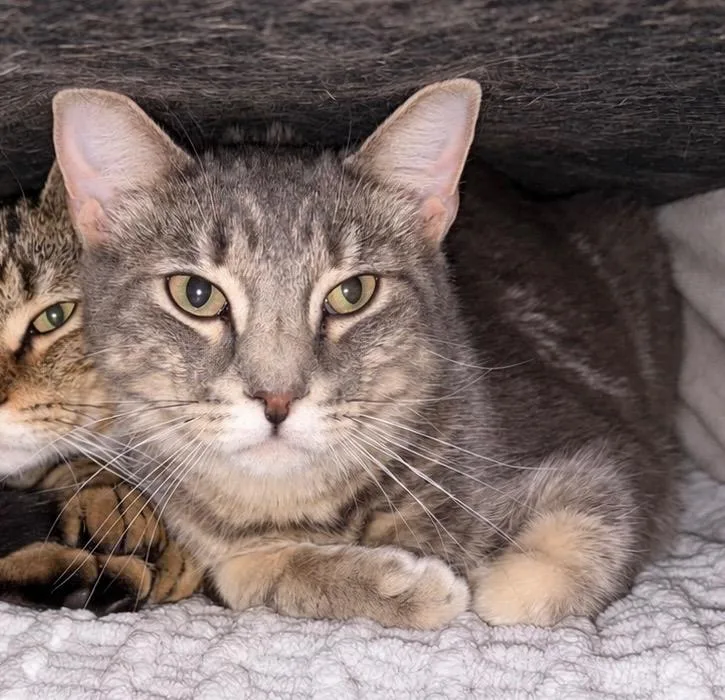 A young small-sized male Domestic Short Hair cat named Carson for adoption in Gorham, ME