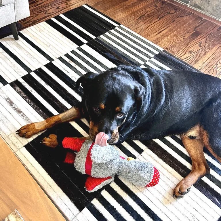 An adult extra large-sized male Black Rottweiler dog named Bo for adoption in San Francisco, CA
