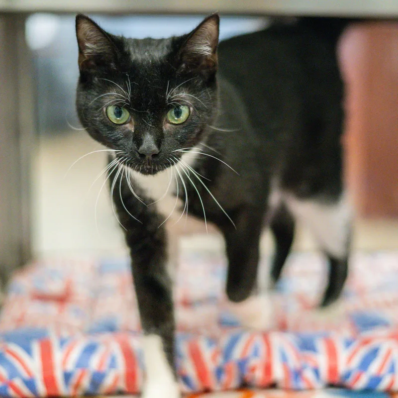 An adult medium-sized female Black & White / Tuxedo Domestic Short Hair cat named Carly for adoption in Hilton Head Island, SC