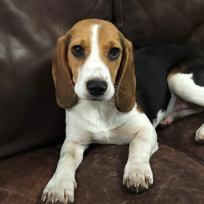 A young medium-sized female Tricolor (Brown, Black, & White) Beagle dog named Beatrix for adoption in Marshfield, WI
