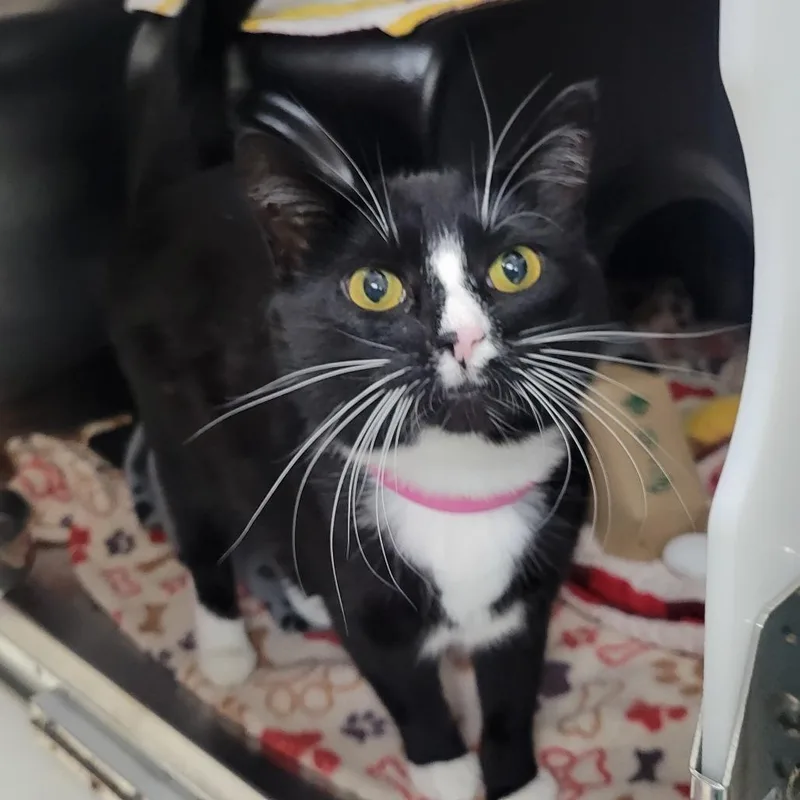 An adult medium-sized female Black Domestic Short Hair cat named Kira for adoption in Albuquerque, NM