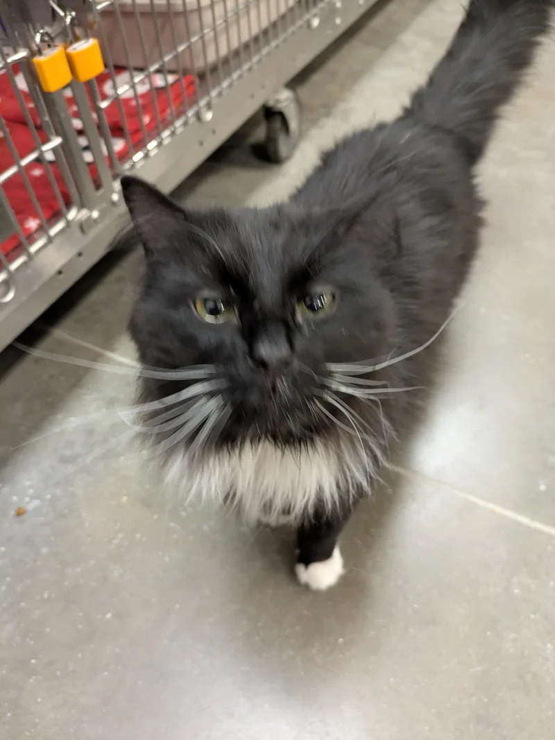 An adult medium-sized male Black & White / Tuxedo Maine Coon cat named Aces for adoption in Island Lake, IL