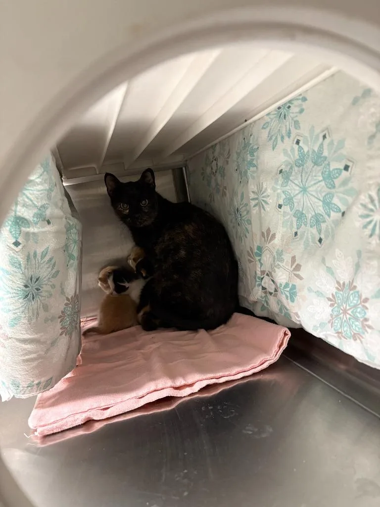 Stiletto thumbnail 2