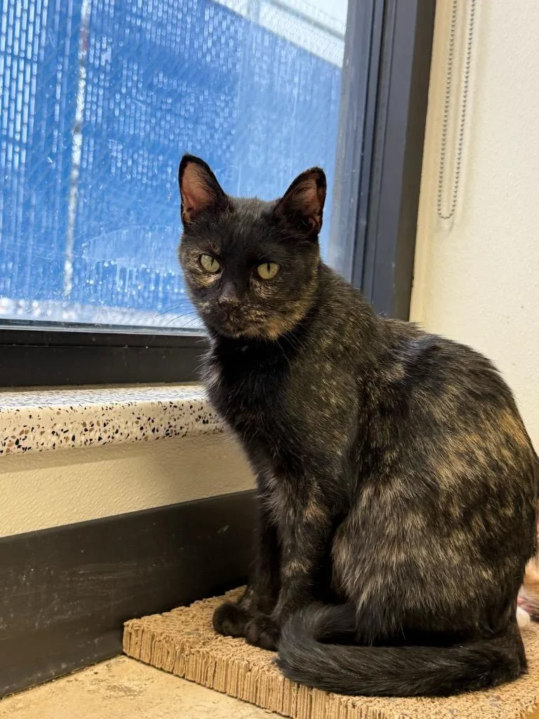 Stiletto thumbnail 3