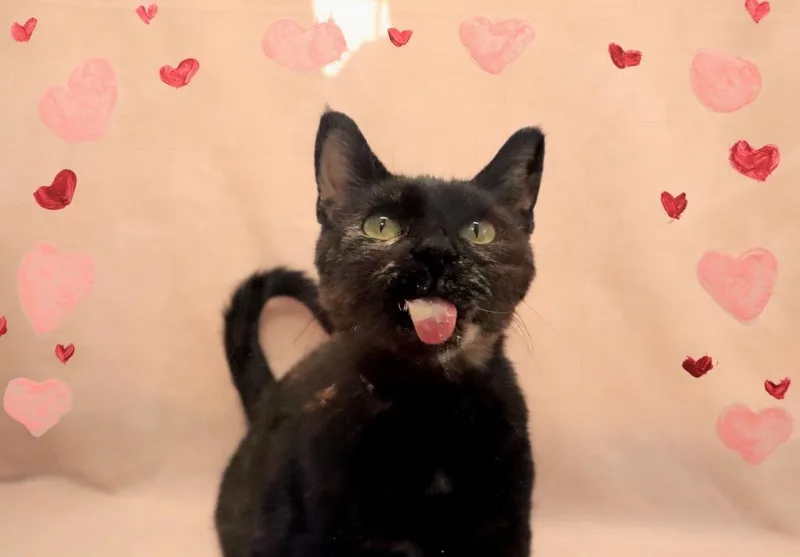 Stiletto thumbnail 4