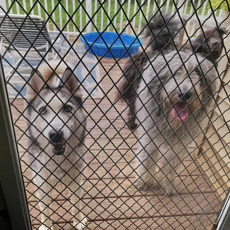 An adult medium-sized female Siberian Husky dog named Emma for adoption in Bloomfield, CT