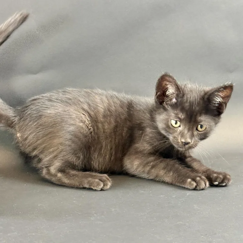 A baby small-sized female Black Domestic Short Hair cat named Forrest for adoption in Fresno, CA