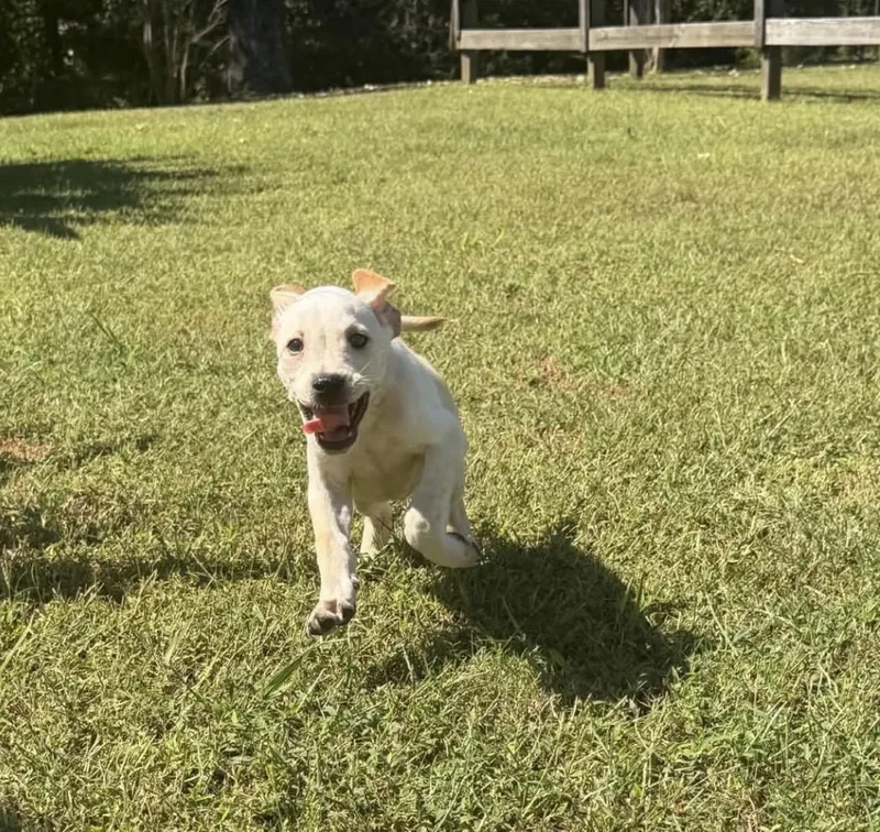 A young medium-sized male Labrador Retriever dog named Spud for adoption in Vicksburg, MS