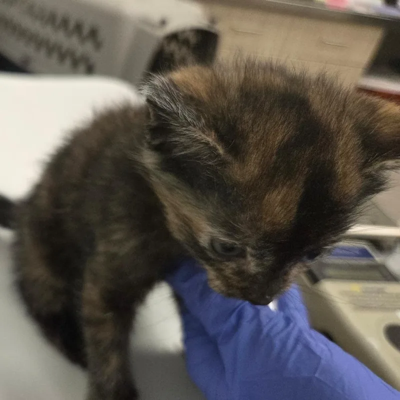 A baby small-sized female Tortoiseshell Domestic Short Hair cat named Pitch for adoption in Chattanooga, TN
