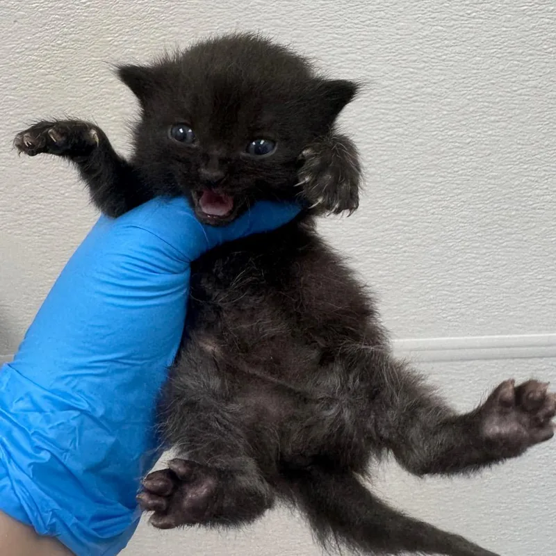 A baby small-sized female Black Domestic Medium Hair cat named Ribs for adoption in Columbiana, AL