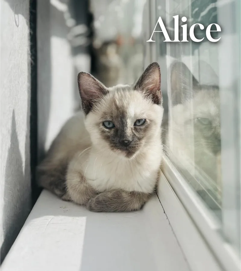 Alice
