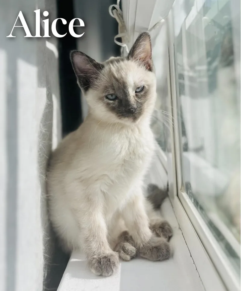 Alice thumbnail 2