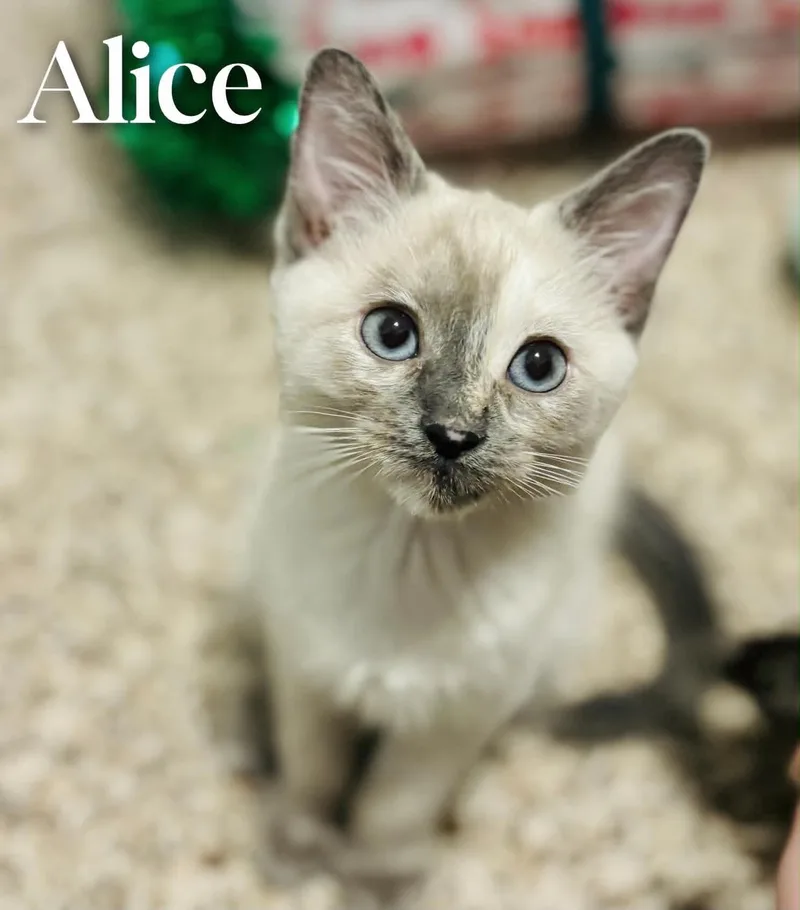 Alice thumbnail 3
