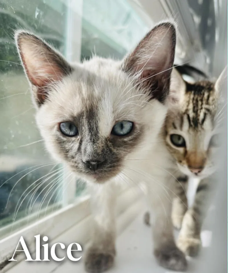 Alice thumbnail 4