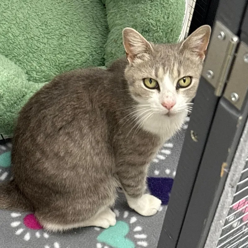 A young medium-sized female Gray / Blue / Silver Domestic Short Hair cat named Allie for adoption in La Grange, KY