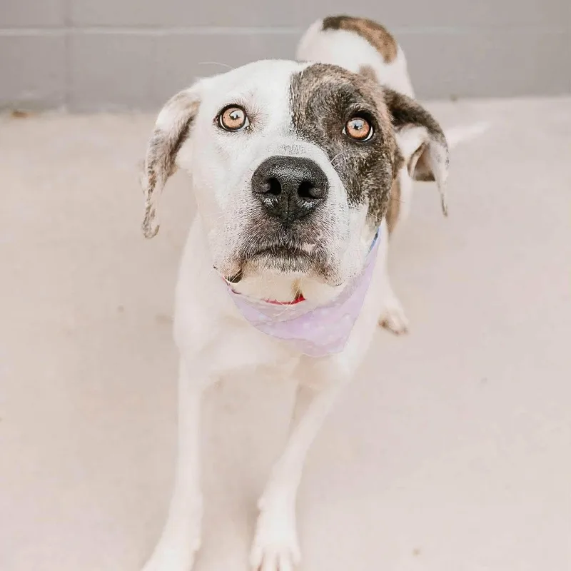 An adult medium-sized female Brindle Mixed Breed dog named Tiramisu for adoption in Yaphank, NY