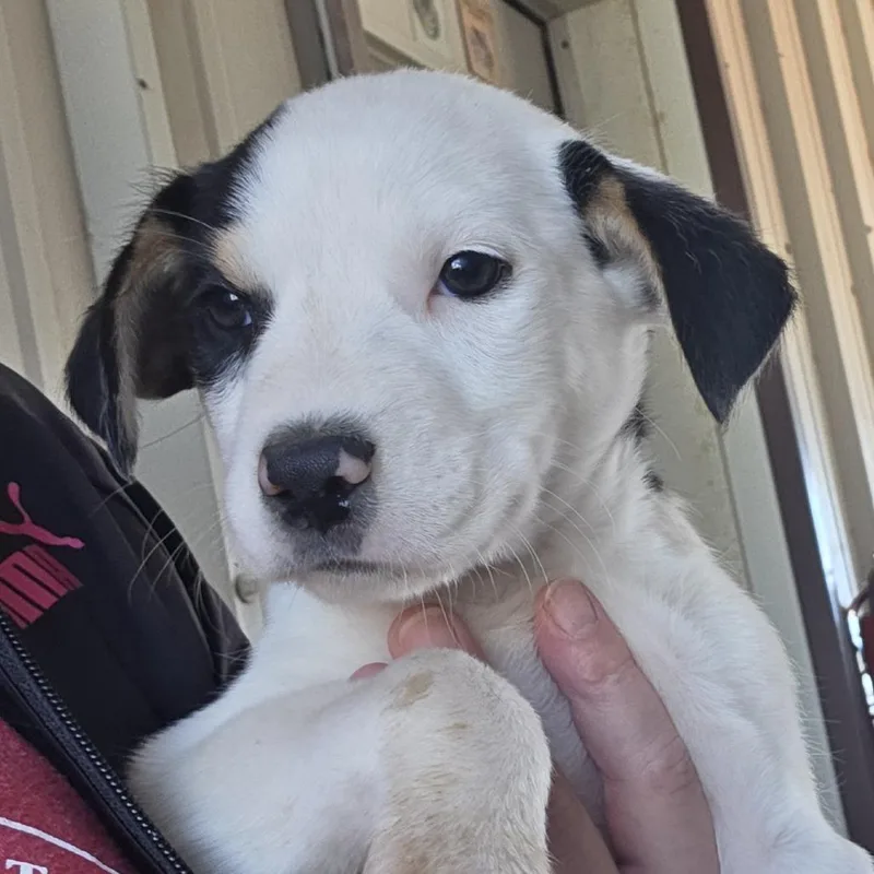 A baby medium-sized female White / Cream German Shepherd Dog dog named Brandy for adoption in Midland, TX