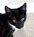 A baby medium-sized male Black & White / Tuxedo Tuxedo cat named Frankie for adoption in Tiburon, CA