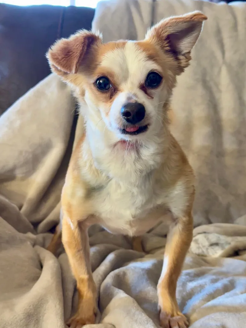 A young small-sized male Red / Chestnut / Orange Chihuahua dog named Bb for adoption in Agua Dulce, CA
