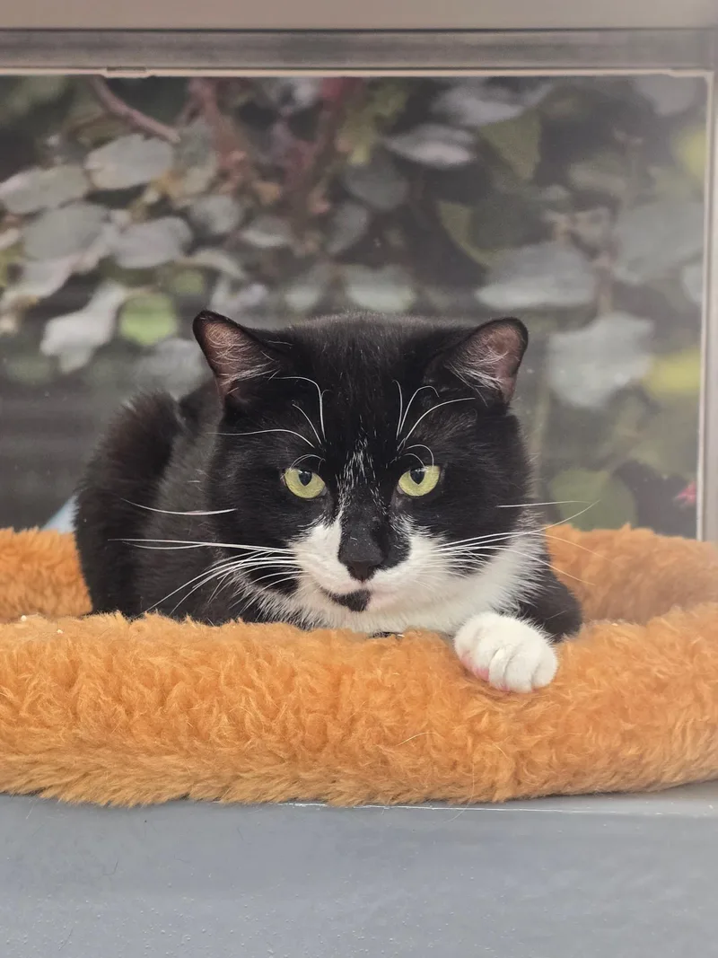 An adult medium-sized male Black & White / Tuxedo Domestic Short Hair cat named Robin for adoption in New York, NY
