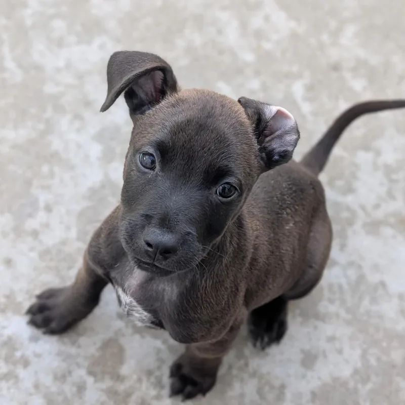 A young medium-sized male Black Australian Cattle Dog / Blue Heeler dog named Venus for adoption in Fenton, MI