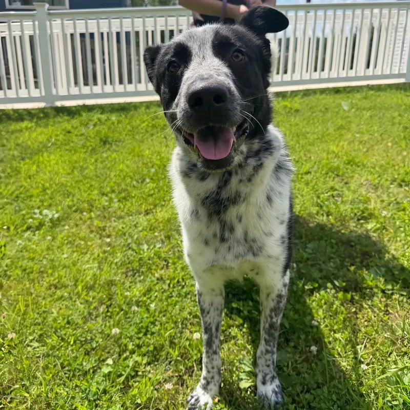A young large-sized male Black Labrador Retriever dog named Frank for adoption in Latrobe, PA