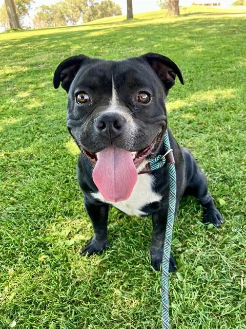 A young medium-sized male American Bulldog dog named Dredreick for adoption in Albuquerque, NM
