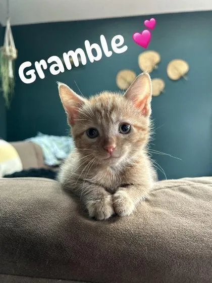 Gramble Gigglefunny thumbnail 2