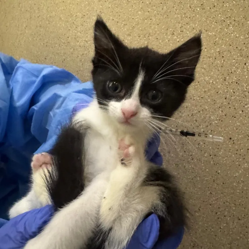 A baby small-sized female Black Domestic Short Hair cat named Vampire Bat for adoption in Pekin, IL