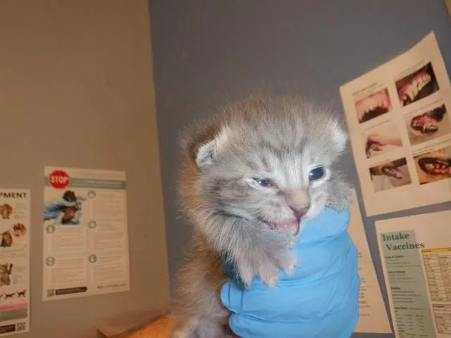 A baby small-sized male Domestic Short Hair cat named Mickey for adoption in San Jose, CA