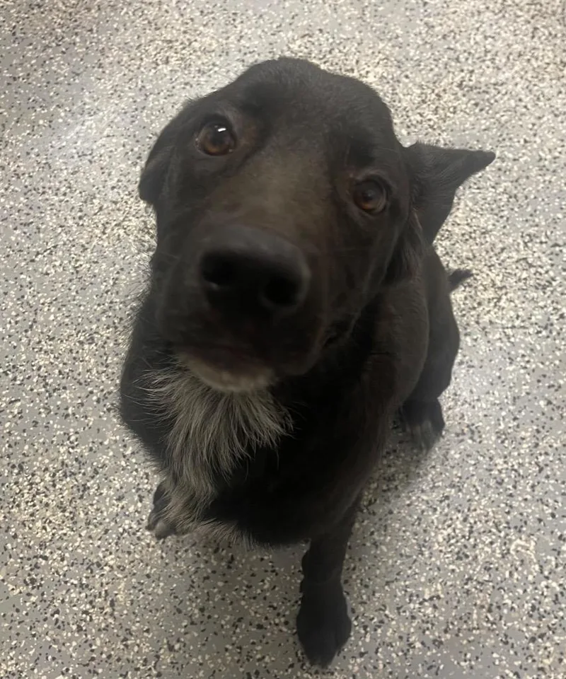 A young medium-sized male Labrador Retriever dog named Spartan for adoption in Seven Points, TX