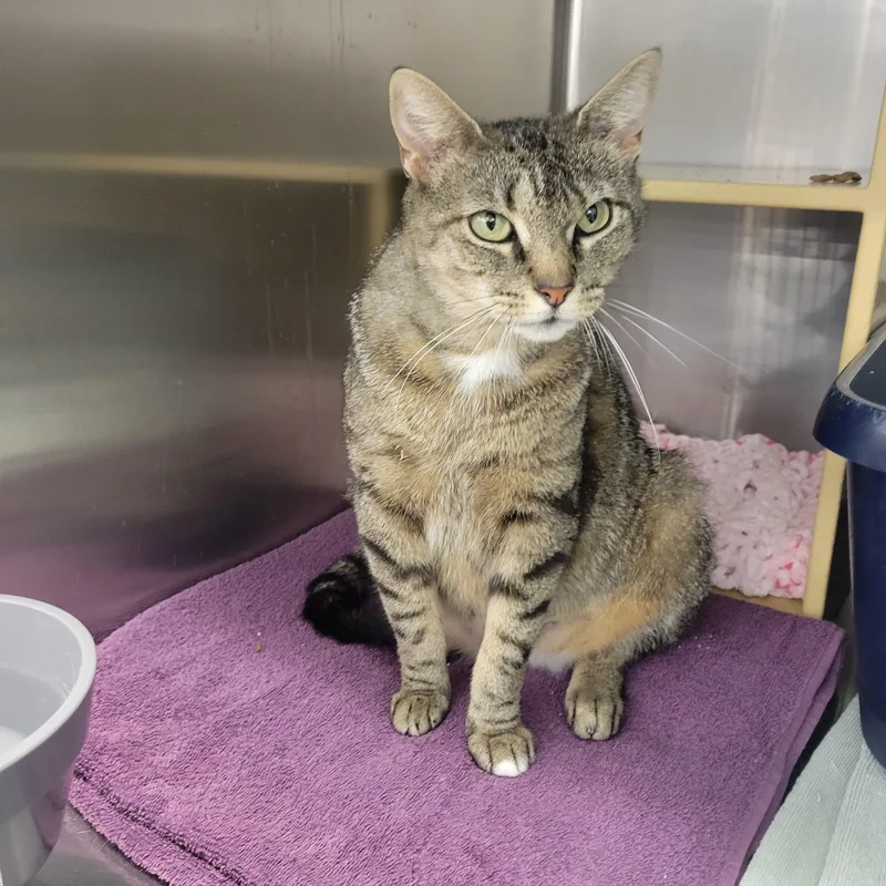 An adult medium-sized female Tabby (Brown / Chocolate) Domestic Short Hair cat named Zevie for adoption in Mechanicsburg, PA