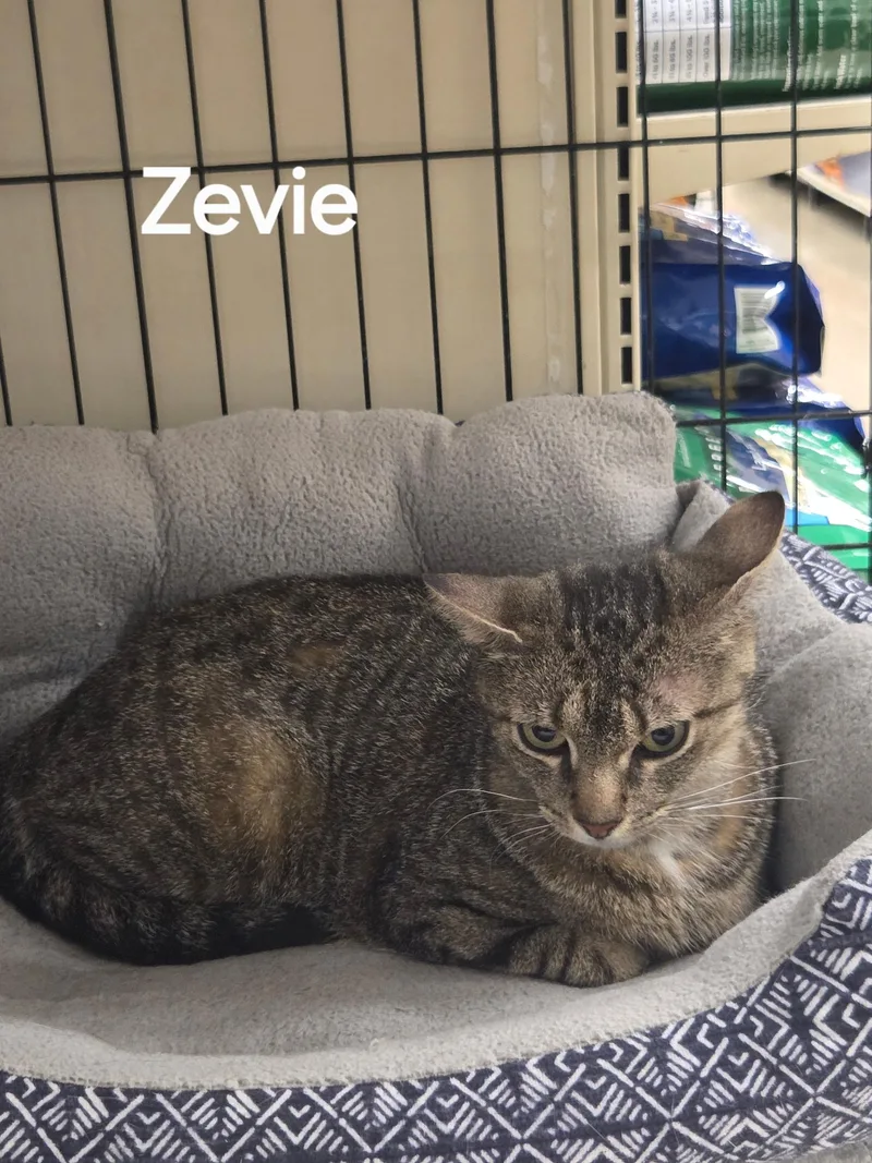 Zevie thumbnail 2