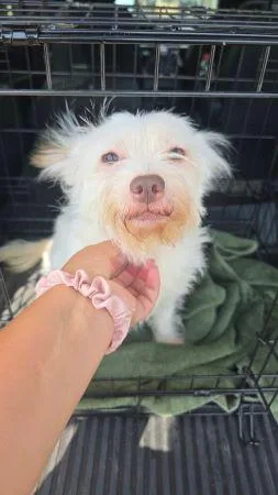 An adult small-sized female West Highland White Terrier / Westie dog named Biscuit for adoption in Lowell, IN