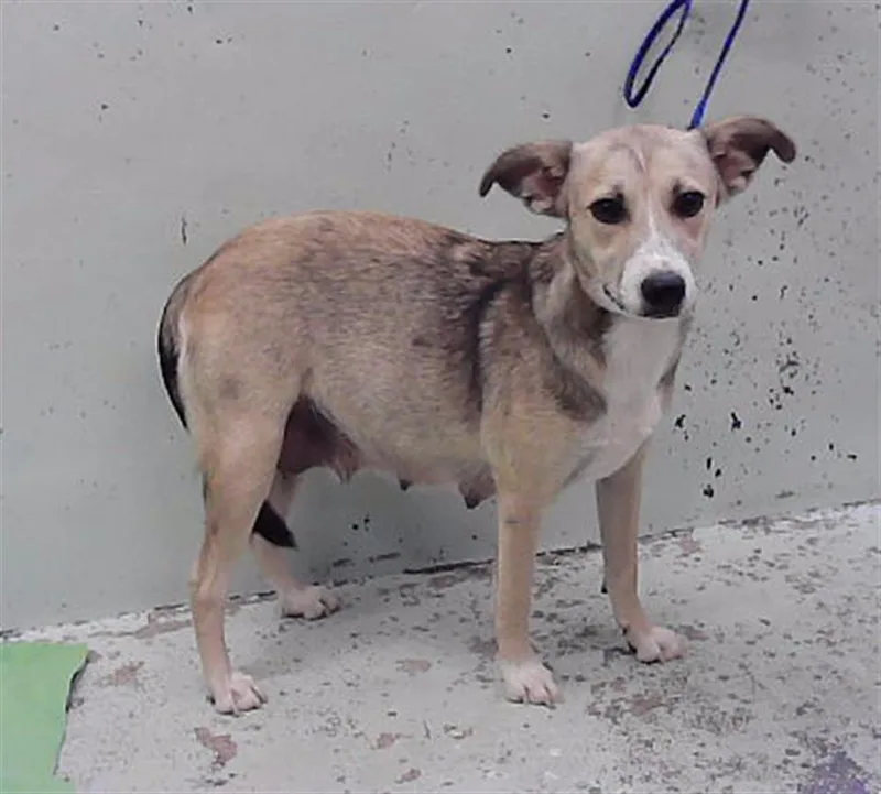 A young medium-sized female German Shepherd Dog dog named A for adoption in Houston, TX