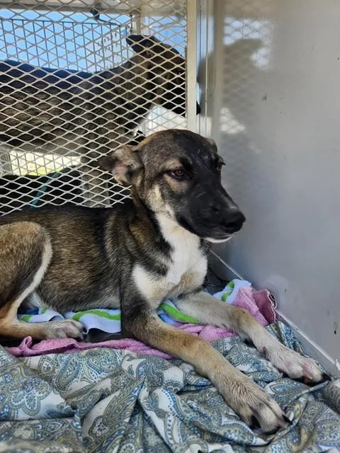A baby medium-sized female Tricolor (Brown, Black, & White) Shepherd dog named Harmony  URGENT for adoption in Thousand Oaks, CA