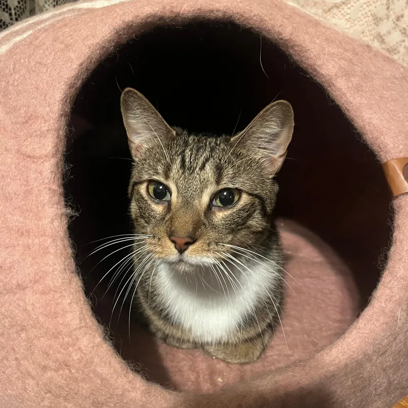 An adult medium-sized female Domestic Short Hair cat named Carmen for adoption in Rochelle Park, NJ