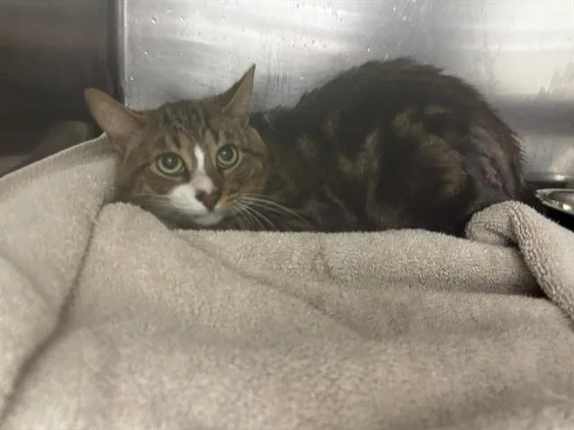An adult medium-sized male Domestic Short Hair cat named Turtle for adoption in Appling, GA