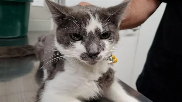 A young medium-sized male Domestic Short Hair cat named Cacao for adoption in Aurora, IL