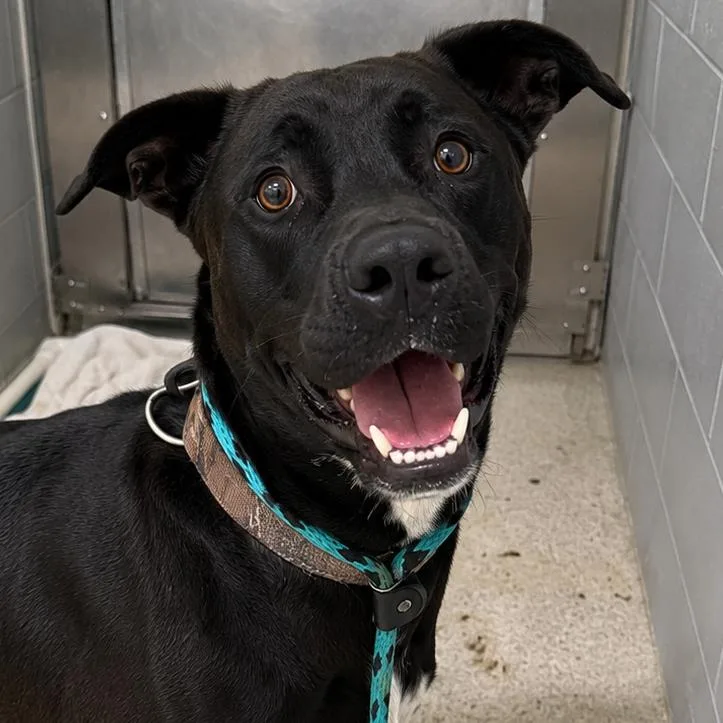 An adult large-sized male Black Mixed Breed dog named Ck for adoption in Jacksonville, FL